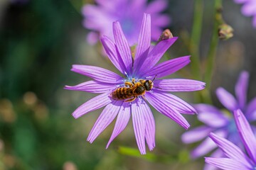 Lilac bloom with bee collecting nectar in sunlight