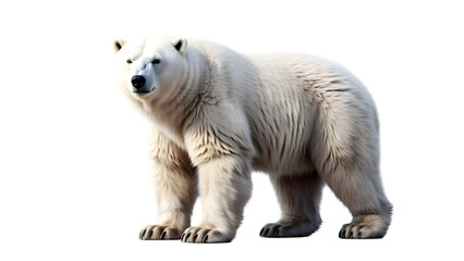 Fototapeta premium Polar Bear Standing Isolated on White Background PNG