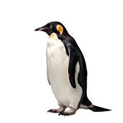 Fototapeta premium Emperor Penguin Isolated on White Background PNG