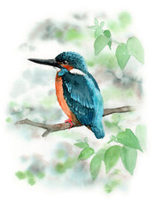 アナログ水彩木の枝にとまるカワセミ