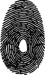 Fingerprint texture on white background. Digital procedure generated. Realistic with pores and scratches. Clean high resolution image. Good for biometrics and dataloscopy concepts.