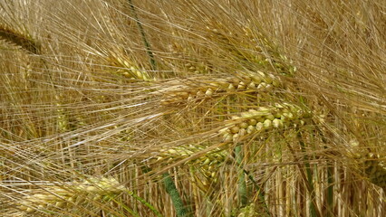 Detail of ripe barley in summer field
