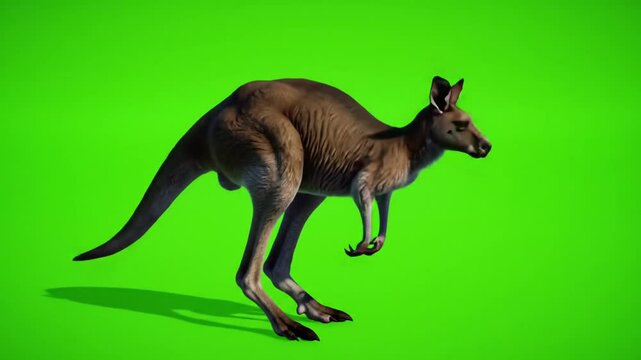 kangaroo on green background