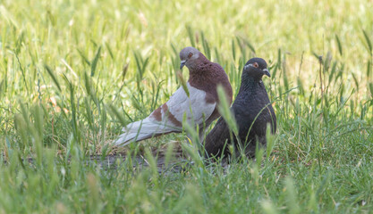 Two pigeons in the grass, one brown and white with a black head, the other dark grey, in natural daylight