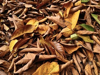 fallen leaves in autumn season