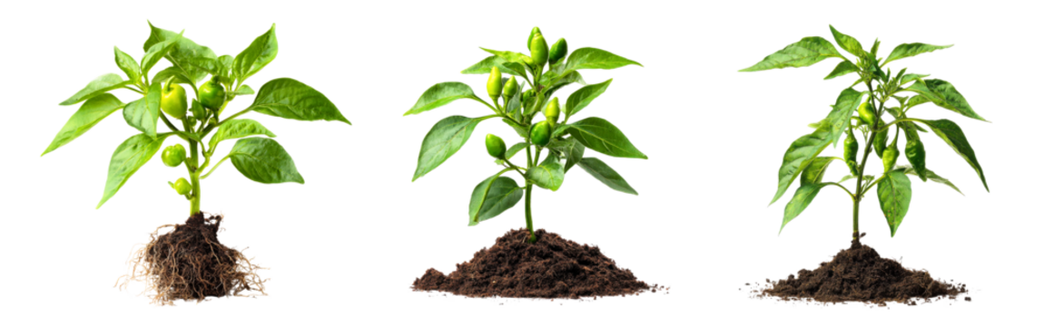 Set of vibrant green pepper plants showing early fruiting stage with stems and leaves isolated on a white or transparent background