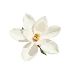 Magnolia flower with glossy petals, isolated on white background, elegant, clean.