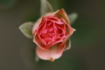 One of the most popular plants in the world, originating from Asia. People like to plant it for beauty, garden decoration, house decoration, place decoration, and commercial use, such as extracting pe