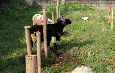 The goat intended for sacrifice or qurban is tied to a pole.