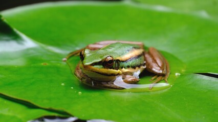 Close-up shot, one green frog sitting on a lotus leaf in natural water lily pond garden, looks at camera, fertile tropical ecology environment, wet swamp amphibian animal wildlife behavior in summer.