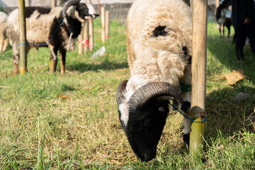 The goat intended for sacrifice or qurban is tied to a pole.