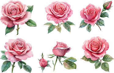 pink roses on white background