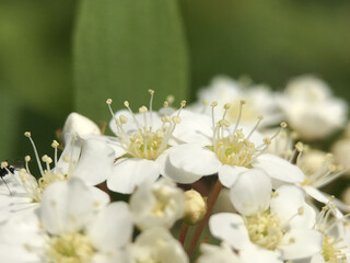 神田川4月：コデマリの白い花 2025/4/18