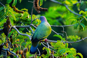 The Pink-necked Green Pigeon on a branch