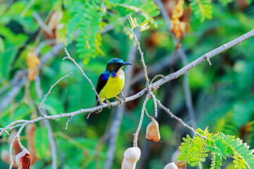 The Brown-throated Sunbird on a branch