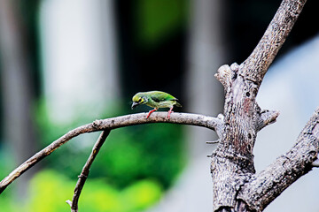 The coppersmith barbet on a branch in nature