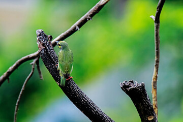 The coppersmith barbet on a branch in nature