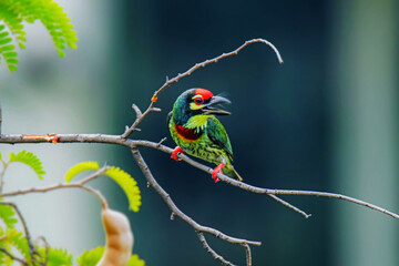 The coppersmith barbet on a branch in nature