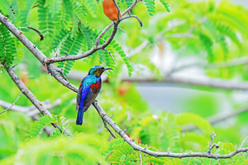 The Brown-throated Sunbird on a branch