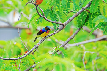The Brown-throated Sunbird on a branch