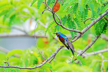 The Brown-throated Sunbird on a branch