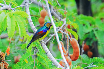 The Brown-throated Sunbird on a branch