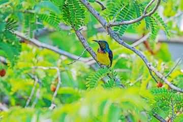 The Brown-throated Sunbird on a branch