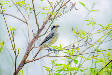 The Shrikes on a branch