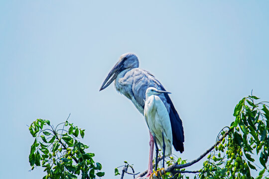 The heron on a branch