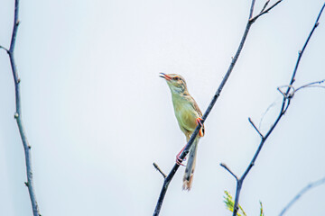 The Plain Prinia on a branch
