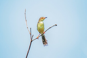 The Plain Prinia on a branch