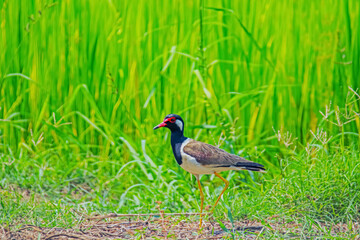 Red-wattled Lapwing  on green field