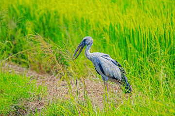 The heron on rice field