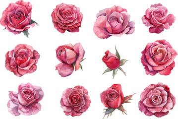 set of roses