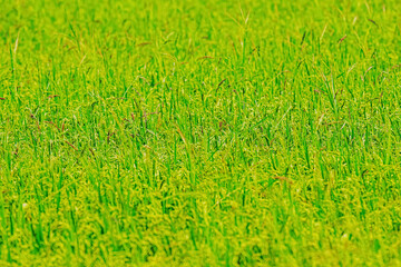 The green rice field