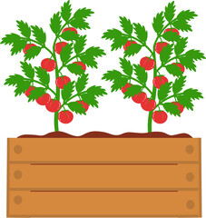 Two Tomato Plants Growing in a Wooden Planter Box