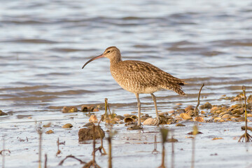 Whimbrel (Numenius phaeopus) - Wading Bird with Downcurved Bill in the Wild