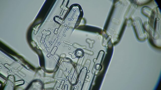Microscopic view shows clear irregularly shaped structures with fine rodlike details and small spheres against a gray backdrop