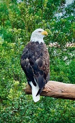eagle in the zoo