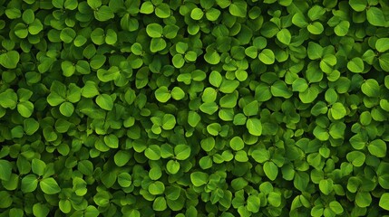 Closeup green foliage pattern