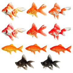 アナログ水彩いろいろな金魚