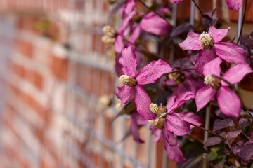 Close-up of purple Clematis 'Van Gogh' flowers blooming in early summer