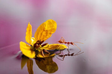 Reflection of an ant and yellow flower on a pink toned water. Backgrounds and wallpapers