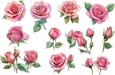 set of roses vector illustration