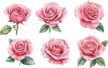 set of roses vector illustration