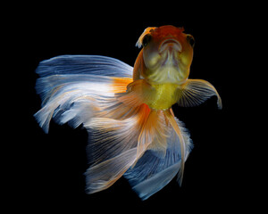 A vibrant orange and white ranchu goldfish with a distinctive head growth, gracefully swimming...