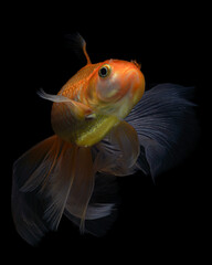 A vibrant orange and white ranchu goldfish with a distinctive head growth, gracefully swimming against a dark background, 20 juny 2025 Indonesia