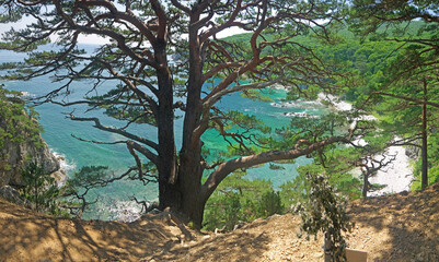 Looking at turquoise sea from the steep cliff edge with old Japanese red pines 