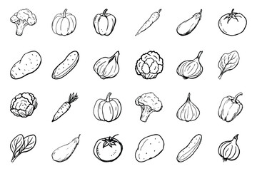 Set of hand drawn sketch vegetables Carrot,Potato,Tomato,Onion,Cabbage,Cauliflower,Broccoli,Eggplant ,Cucumber,Pumpkin,Bell Pepper (Capsicum) icon vector illustration on white background