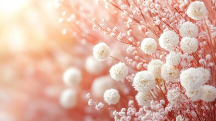 Delicate white pom-pom blooms on branches, soft pink light